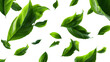 © alfa - Vibrant green leaves falling and floating in a dynamic pattern isolated on transparent background