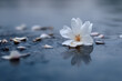 © Davy - fallen white petal resting on calm water surface with natural reflection creating a peaceful condolence scene