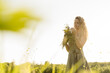 © Westend61 - Woman enjoying collecting herbs and flowers in nature outdoors