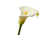 Isolated ivory-yellow calla lily elegance, floral spring freshness and floral delicacy