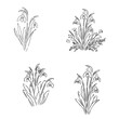 © Elala 9161 - snowdrops, vector sketch
