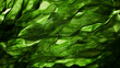 © boommaval - closeup green laminaria kelp seaweed for healthy food 3d illustration background