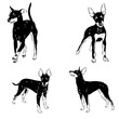 © Elala 9161 - English toy terrier, vector sketch