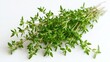 © StarzDream - A bundle of fresh organic thyme sprigs on a white background