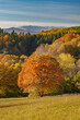 © Travel 'n' Lifestyle - View of autumnal trees displaying vibrant hues of orange and yellow contrasting against the green meadow, with mountains fading in the distance, Lubietova, Banska Bystrica Region, Slovakia.