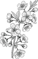  Botanical sketch of cherry blossom branch with blooming flowers and unopened buds