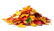 © gilang - Pile of Colorful Autumn Leaves on White Background.