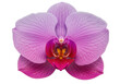 © Elvin - Isolated purple orchid flower with magenta center, blooming blossom and delicate petals