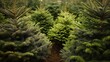 © TensorSpark - Lush christmas trees in a forest setting, symbolizing holiday spirit and nature.