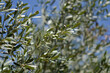 © Jana - branches of olive trees with green olives