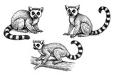 Ring tailed lemur poses in pen sketch style, Transparent Background