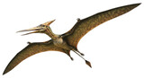 Isolated Pterodactyl soars in flight, showcasing prehistoric animal with impressive wingspan