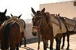 © phillips - The Donkeys of Santorini waiting to be worked.