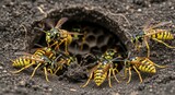 Wasp Colony Emerging from Underground Nest - A wasp colony emerges from their underground nest, symbolizing community, defense, industry, diligence, and nature