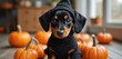 © miss irine - Cute puppy wears black Halloween costume. Adorable pet dog sits near orange pumpkins. Festive scene for holiday marketing, apparel design. Funny animal celebrates cultural diversity, freedom during