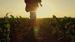 © Victoriia - Child farm girl running through corn field at sunset. Girl child enjoying happy childhood slow motion. Child run in rubber boots through green field of sprouts in sun rays. Kid dream playing in nature
