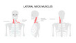 © Vectoressa - Lateral Neck Muscles - Group of muscles located on the sides of the neck, including the anterior, middle, and posterior scalene muscles, levator scapulae, splenius capitis.