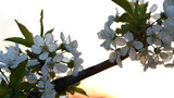 Prunus avium. the cherry tree is in bloom. white flowers. cherry blossom tree in garden spring. lush flowering, on a branch. flowering season. fruit tree, gardening. close-up