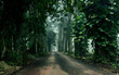 © Travel 'n' Lifestyle - View of the road disappearing into the misty distance, framed by the dark, lush foliage of trees and climbing plants, Aburi, Eastern Region, Ghana.