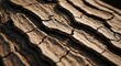 © xhole - Closeup of weathered tree bark showcasing deep fissures raised ridges and rough texture under natural light