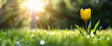 Żółty tulipan na zielonej trawie w promieniach porannego słońca – wiosenny symbol nadziei i odrodzenia.