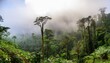 © Karen - cloud forest a thriving ecosystem of mist shrouded wonder and hidden biodiversity