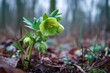 © Popelniushka - Helleborus Foetidus: An Evergreen Perennial Blooming in Early Spring's Countryside Underbrush