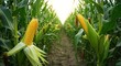 © Naimulislam - Corn field with ripe ears of in summer cornfield agriculture crop farm food harvest plant cob stalk grain yellow green leaf rural