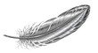 © Iftekhar - Detailed metallic silver feather with intricate veins and soft barbs isolated on transparent background