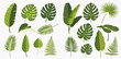© ArtLuna Studio - A collection of various green tropical leaves, including monstera, banana, palm, and fern, in a flat vector illustration style.