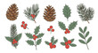 © Asap - Collection of hand-drawn illustrations featuring pine cones, holly, and various evergreen branches.