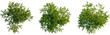 © DH Tree Stock - Argania spinosa tree plan, top view, cutout, transparent background, isolate, Three lush trees ready for landscape design, bring nature to your scene