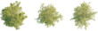 © DH Tree Stock - Pinus lambertiana tree plan, top view, cutout, transparent background, isolate, Overhead view showcases lush green tree canopy for landscape design