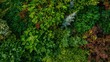 © VRVisionary - Aerial perspective of lush green foliage, dense vegetation, outdoor serenity