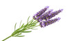© Isolde - Isolated sprig of lavender in full flower on a single stem with leaves and blossom buds