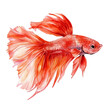 © sabart - A Painted in watercolor, this artistic betta fish features a clean composition, hand-drawn with elegance, isolated on white, vector EPS. fruits vectorized