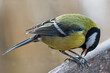 © Janis Smits - The tit is a small songbird with a relatively short but strong beak.