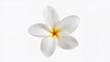 © vxnaghiyev - Plumeria flower in white bloom, symbolizing purity and tranquility