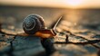 © Pavel - Snail crawling on cracked earth during sunset, showcasing nature's resilience in harsh conditions