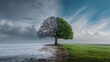 © Svetlana - Surreal landscape with lone tree dividing seasons in contrasting weather scene