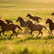 © Ryan - wild horses running