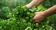 © Iryna - Hands gathering herbs and leafy greens, fresh parsley basil lettuce with morning dew, organic gardening and culinary ingredients