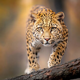 Golden leopard stalking on tree branch, intense gaze and natural light creating dramatic wildlife emotion
