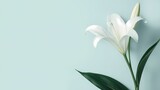 Elegant White Lily Flower on Blue Background Studio.