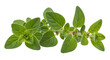 © Saim Art - Fresh oregano sprig transparent background cutout png