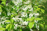 branches of bird cherry tree covered with white flowers and Fresh Green Leaves in Spring