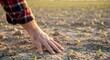 © SahEd - Farmer s hand touching young plants in dry soil