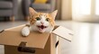 © DEANNOVA - Cat in a Box with Playful Expression