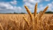 © Bussakon - Golden ears of wheat ripen in a sun drenched rural field under a vast blue sky with clouds