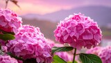 Pink Hydrangea Blooms in a Serene Mountain Landscape.